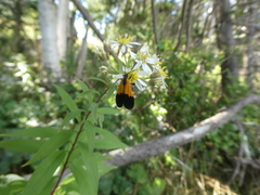 Lycomorpha pholus