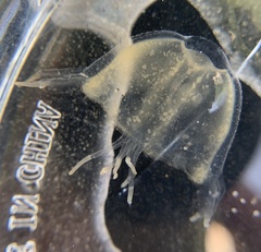 Tripedalia cystophora