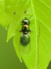 Microchrysa polita