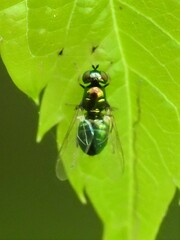 Microchrysa polita