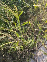 Panicum capillare