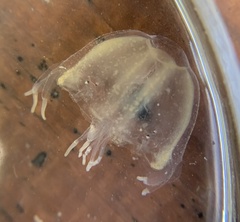 Tripedalia cystophora