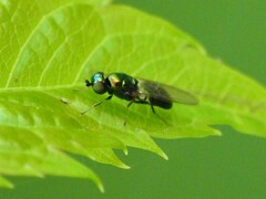 Microchrysa polita