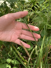 Carex gynandra