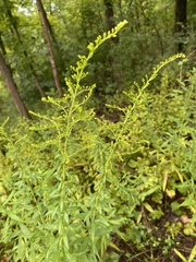 Solidago hispida