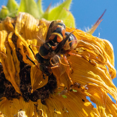 Euodynerus hidalgo