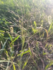 Panicum capillare