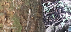 Anolis auratus