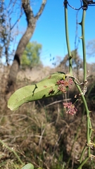 Smilax campestris