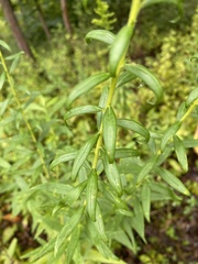 Solidago hispida