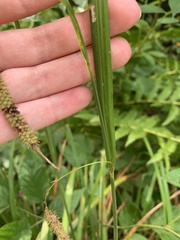 Carex gynandra