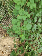 Rubus phoenicolasius