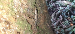 Anolis auratus
