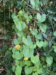 Ipomoea violacea