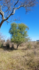 Nectandra angustifolia