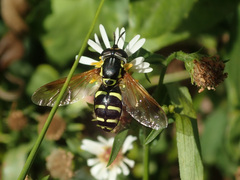 Chrysotoxum festivum
