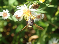 Chrysotoxum festivum