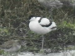 Recurvirostra avosetta