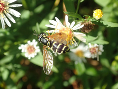 Chrysotoxum festivum