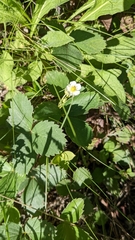 Fragaria virginiana