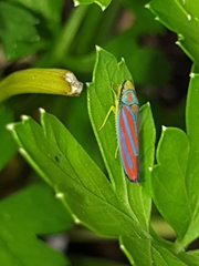 Graphocephala