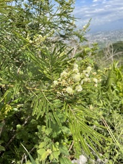 Acaciella angustissima