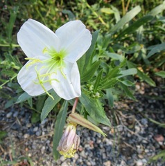 Oenothera nuttallii