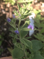 Trichostema brachiatum