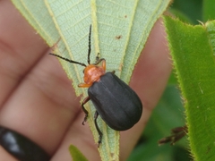Coleoptera