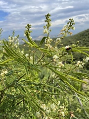 Acaciella angustissima