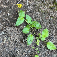 Arnica cordifolia
