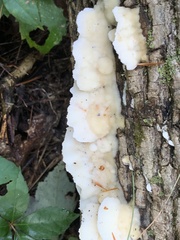 Gloeoporus dichrous