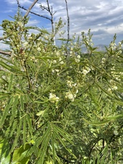 Acaciella angustissima