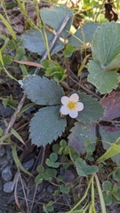 Fragaria virginiana
