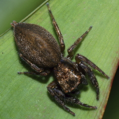 Trite auricoma