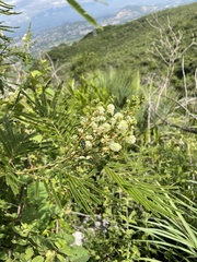 Acaciella angustissima