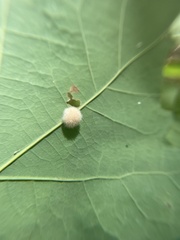 Druon quercusflocci