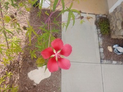 Hibiscus coccineus