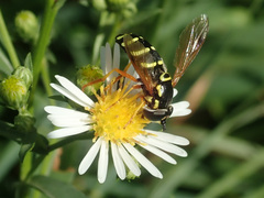 Chrysotoxum festivum