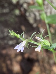 Lobelia inflata