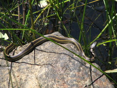 Thamnophis atratus