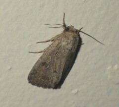 Noctuidae