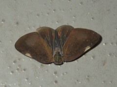 Ricania sublimata