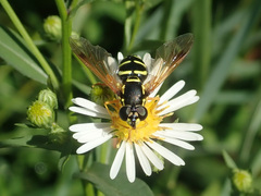 Chrysotoxum festivum