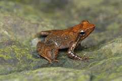 Kottigehar Bubble-Nest Frog photo 2