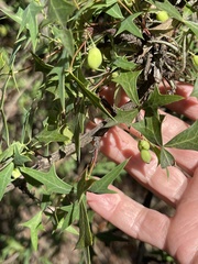 Berberis trifoliolata