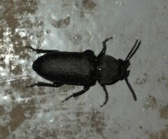 Spondylis buprestoides