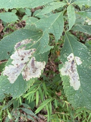 Calycomyza