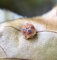 Caryomyia