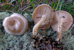 Clitocybe albirhiza